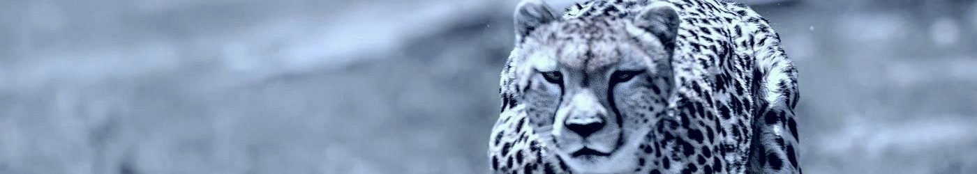 SenEx - As fast, flexible, focused and forward-thinking as this cheetah.