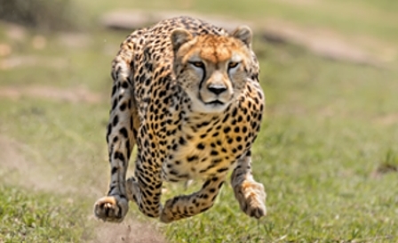Cheetah / © iStockPhoto