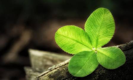 4-Leaf Clover / (c) Pixabay